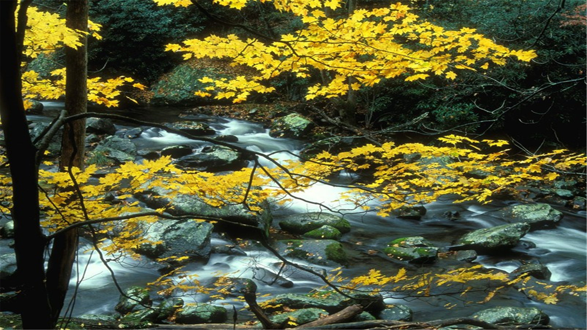 不必说碧绿的菜畦